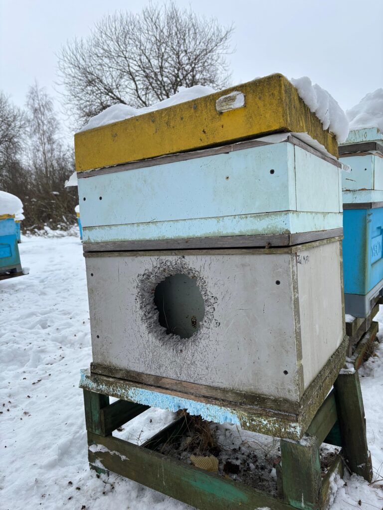 Włamanie do ula- sprawca natura