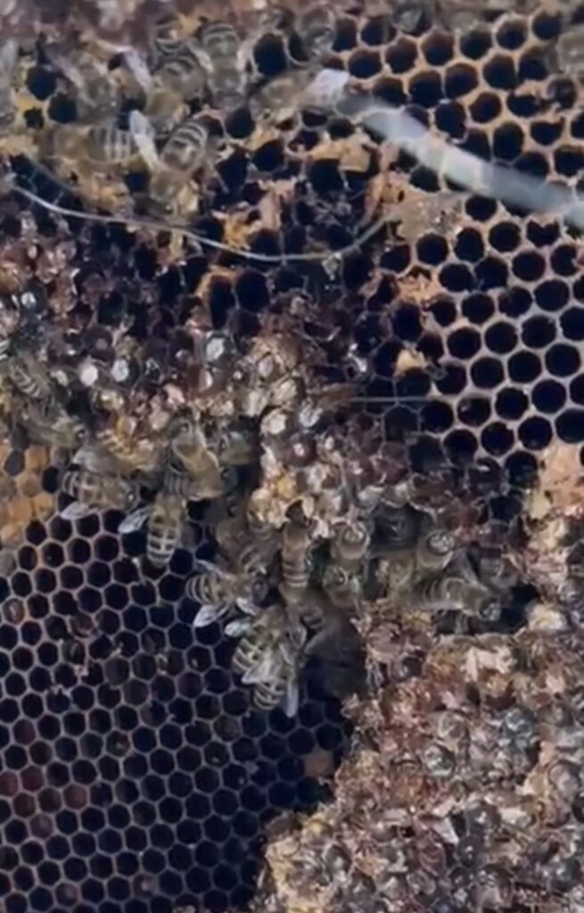 Czy pszczoły przetrwały?

Najważniejsza informacja: pszczoły żyją. Rodzina była osłabiona stresem i nagłą utratą izolacji, jednak szybka reakcja pozwoliła zapobiec większym stratom. Kłąb zimowy był zachowany, a wewnątrz ula wciąż tętniło życie.

W takich sytuacjach kluczowy jest czas. Zimowa kontrola pasieki oraz regularne sprawdzanie stanu uli pozwala na natychmiastową interwencję.